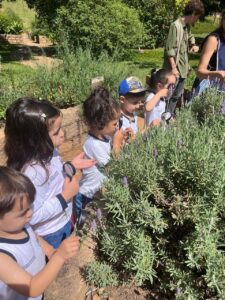 Crianças do Colégio Futura Infantil Jundiaí Grupo 3 cheirando e examinando plantas de lavanda com lupa no Jardim Botânico, atividade sensorial.