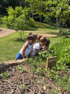 Alunas do Colégio Futura Infantil Jundiaí Grupo 3 examinando a planta Cânfora com lupa no Jardim Botânico de Jundiaí, aprendendo sobre ervas medicinais.